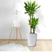 Dracaena Fragrans "Golden Coast" - Greensouq - 