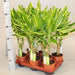 Dracaena Fragrans "Golden Coast" - Greensouq - 