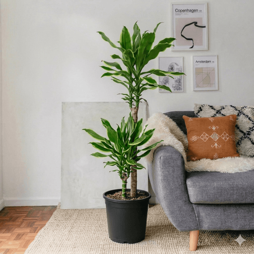 Dracaena Fragrans "Golden Coast" | Dubai's Popular Tropical Houseplant! - Greensouq - 