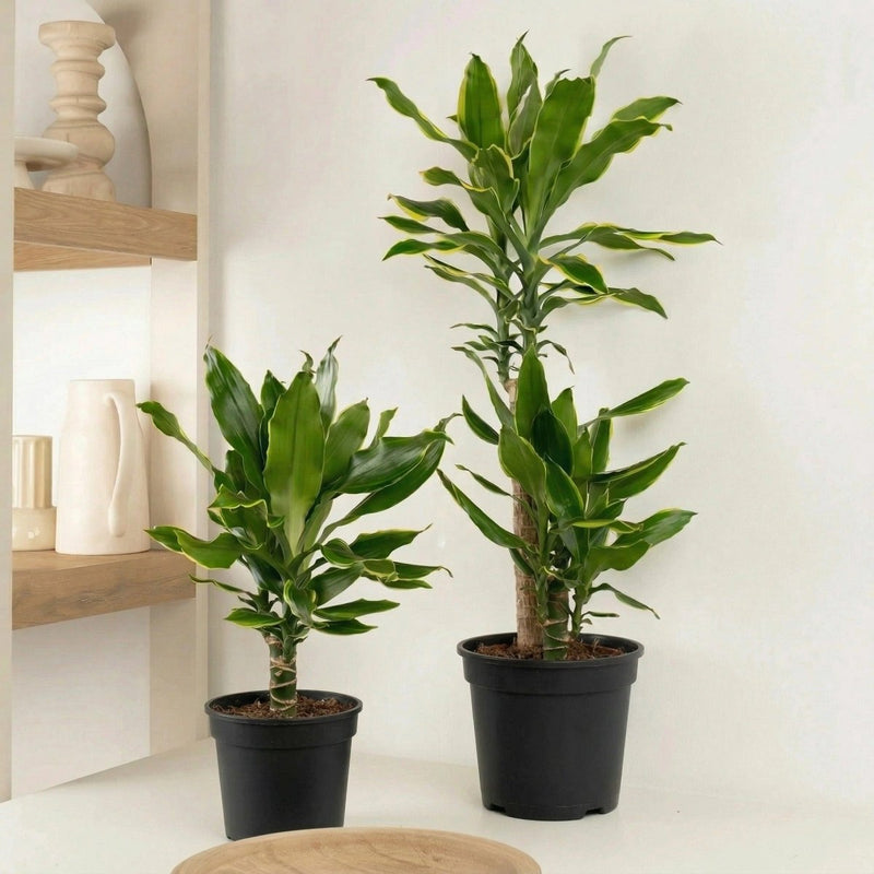golden coast dracaena Dracaena Fragrans "Golden Coast" — Greensouq