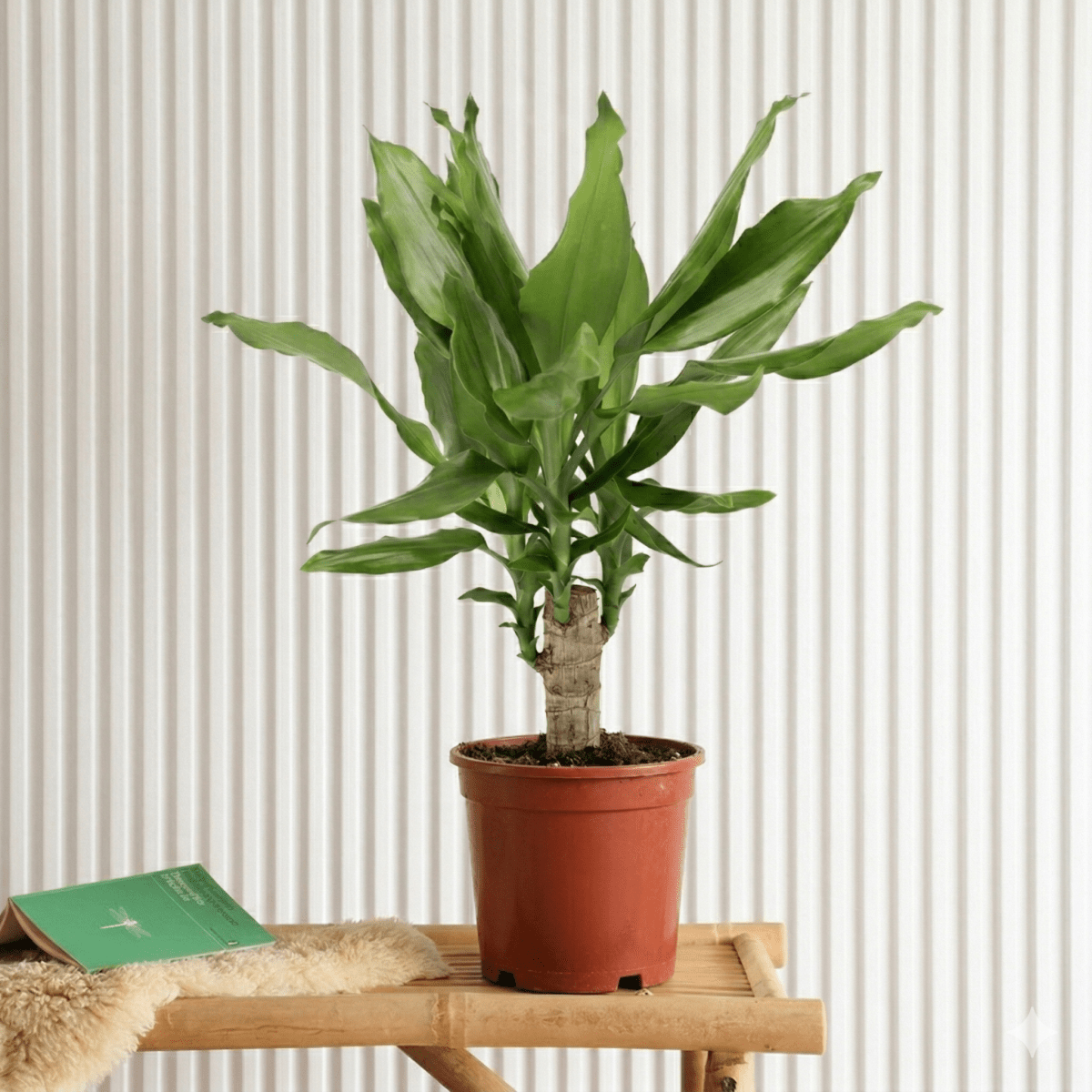 mini dracaena Dracaena Fragrans Green Mini