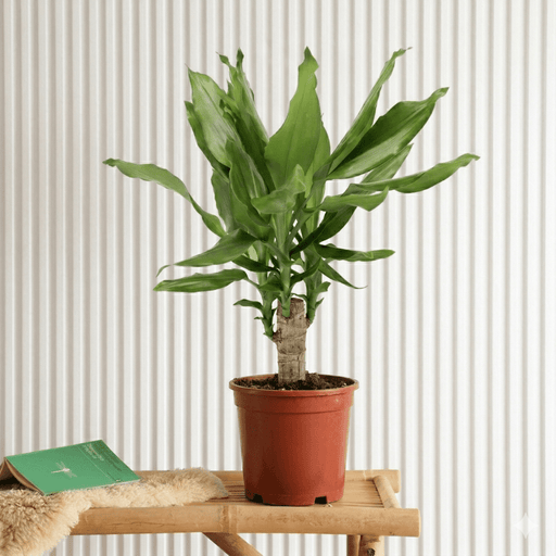 Dracaena Fragrans Green Mini | Massangeana Green Mini - Greensouq - 