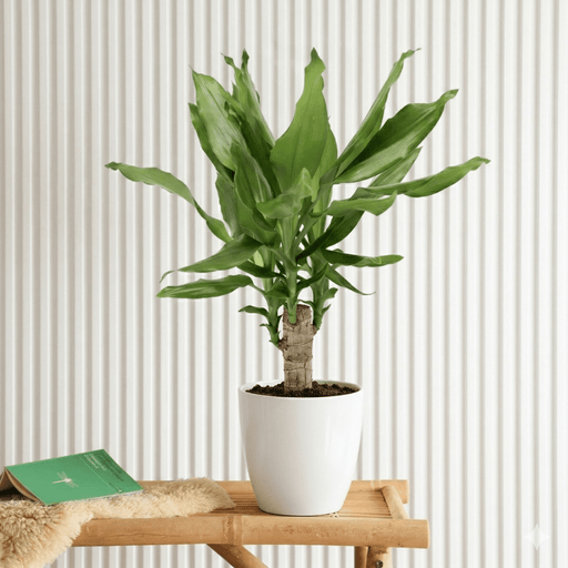 Dracaena Fragrans Green Mini | Massangeana Green Mini - Greensouq - 