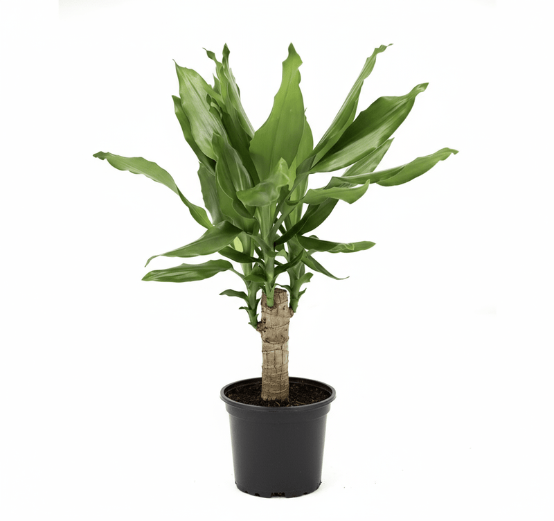 Dracaena Fragrans Green Mini | Massangeana Green Mini - Greensouq - 