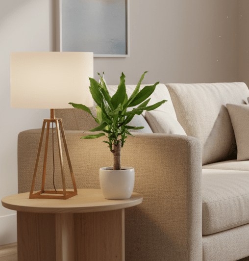 Dracaena Fragrans Green Mini | Massangeana Green Mini - Greensouq - 