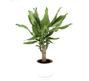 Dracaena Fragrans Green Mini | Massangeana Green Mini - Greensouq - 