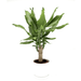 Dracaena Fragrans Green Mini | Massangeana Green Mini - Greensouq - 