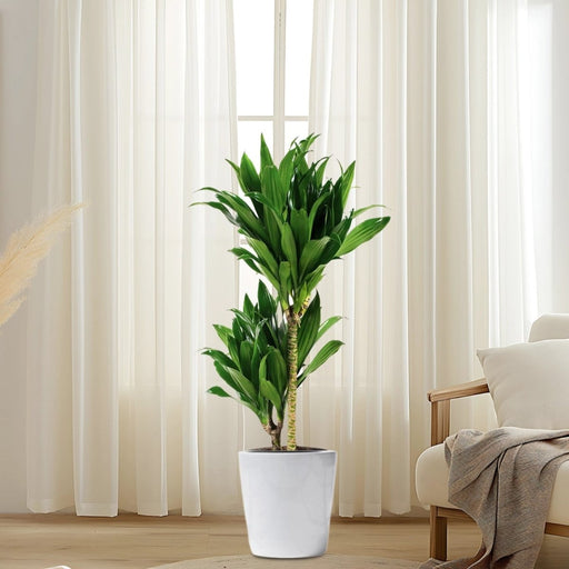 Dracaena fragrans "Janet Craig" - Greensouq - 