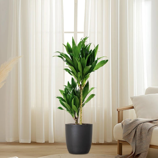 Dracaena fragrans "Janet Craig" - Greensouq - 
