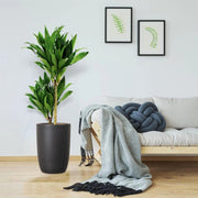Dracaena fragrans "Janet Craig" - Greensouq - 