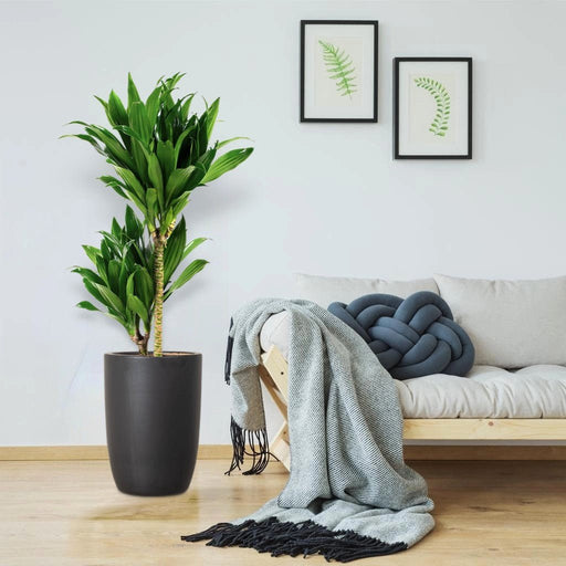 Dracaena fragrans "Janet Craig" - Greensouq - 