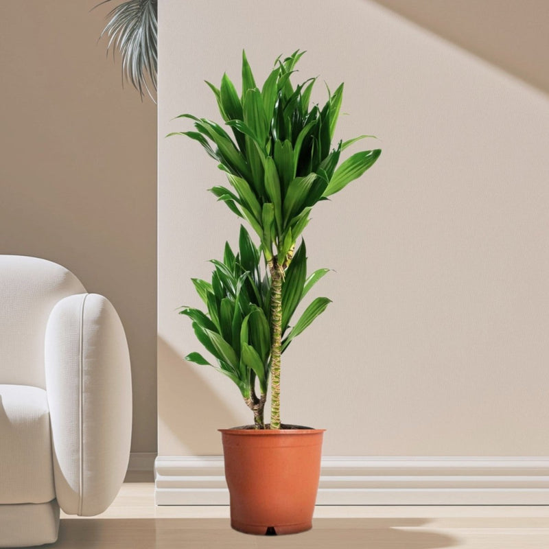Dracaena fragrans "Janet Craig" - Greensouq - 
