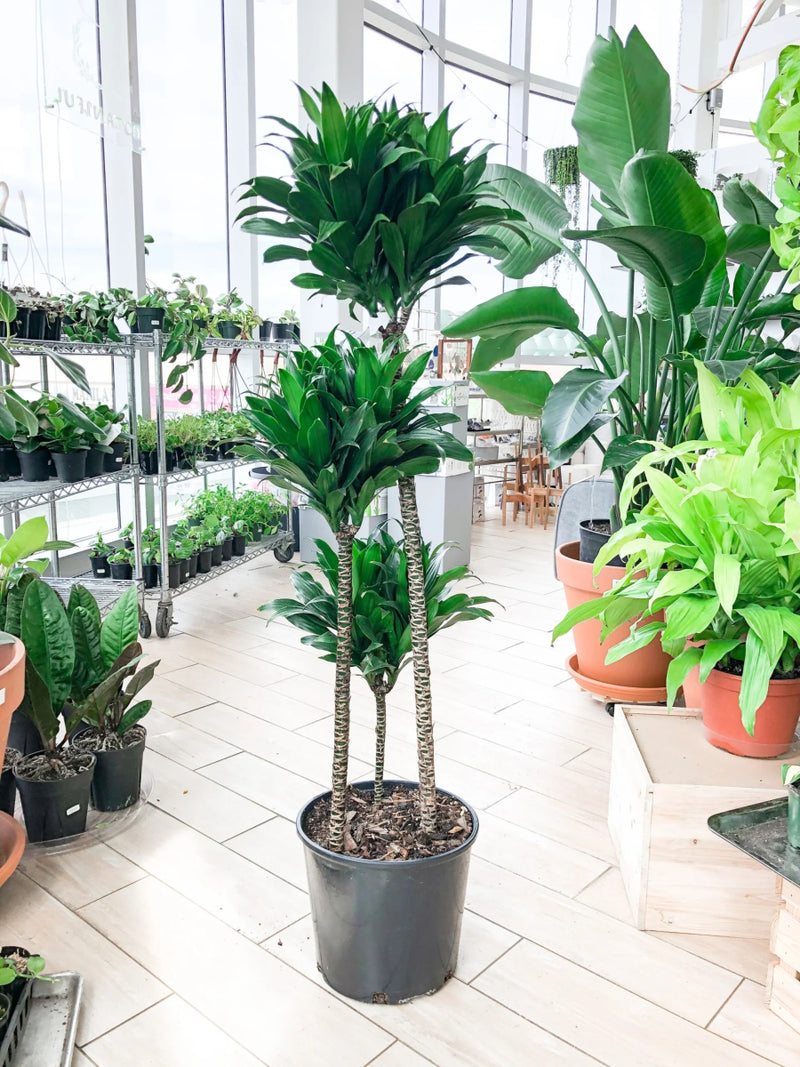 Dracaena fragrans "Janet Craig" - Greensouq - 