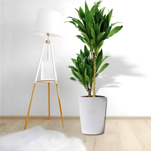 Dracaena fragrans "Janet Craig" - Greensouq - 