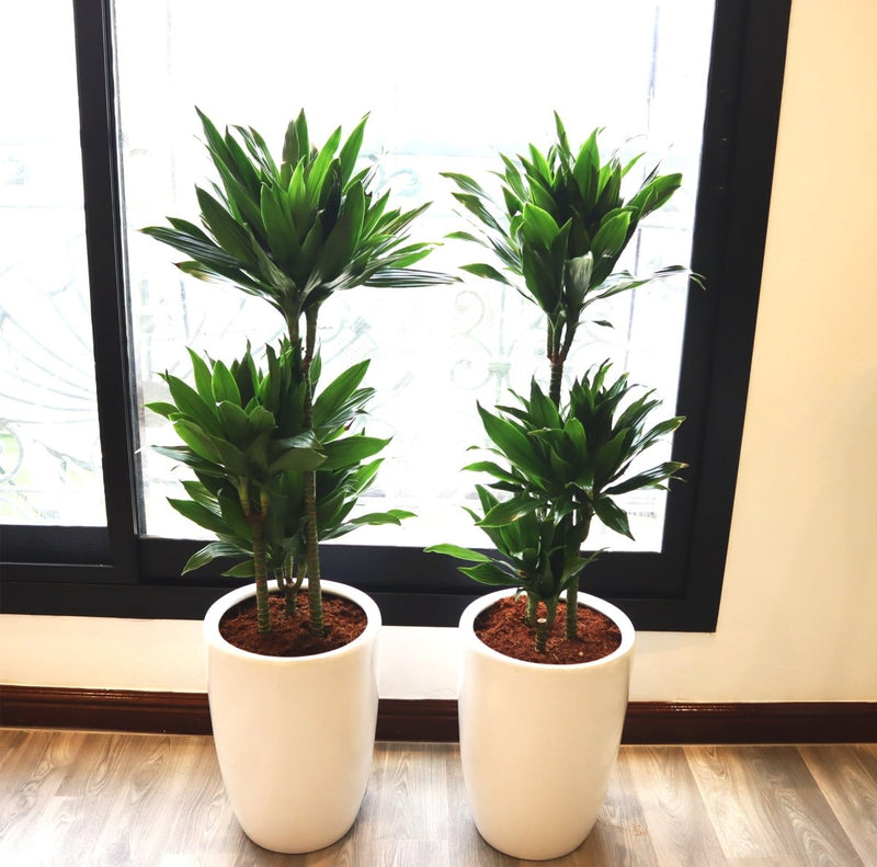 Dracaena Fragrans - Janet Craig Bundle (2xDracaena Fragrans 100 - 110cm) - Greensouq - 