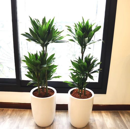Dracaena Fragrans - Janet Craig Bundle (2xDracaena Fragrans 100 - 110cm) - Greensouq - 