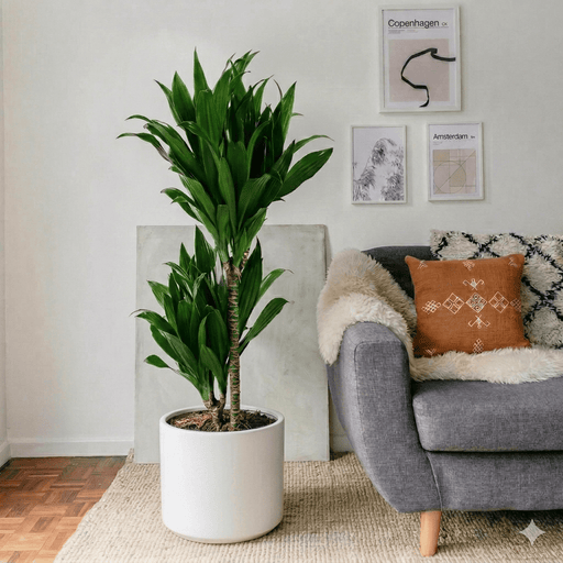 Dracaena fragrans "Janet Craig" | Dubai Favorite Houseplant! - Greensouq - 