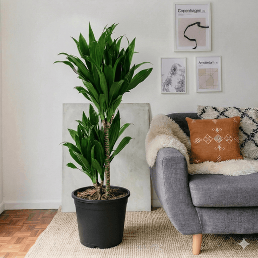 Dracaena fragrans "Janet Craig" | Dubai Favorite Houseplant! - Greensouq - 