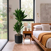 Dracaena fragrans "Janet Craig" | Dubai Favorite Houseplant! (Copy) - Greensouq -