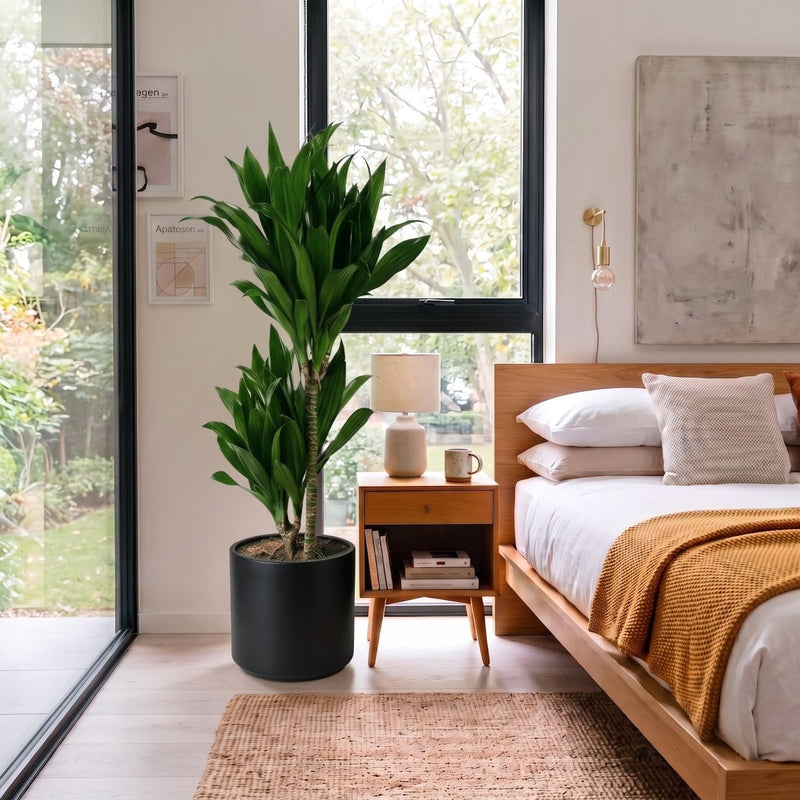 Dracaena fragrans "Janet Craig" | Dubai Favorite Houseplant! (Copy) - Greensouq -