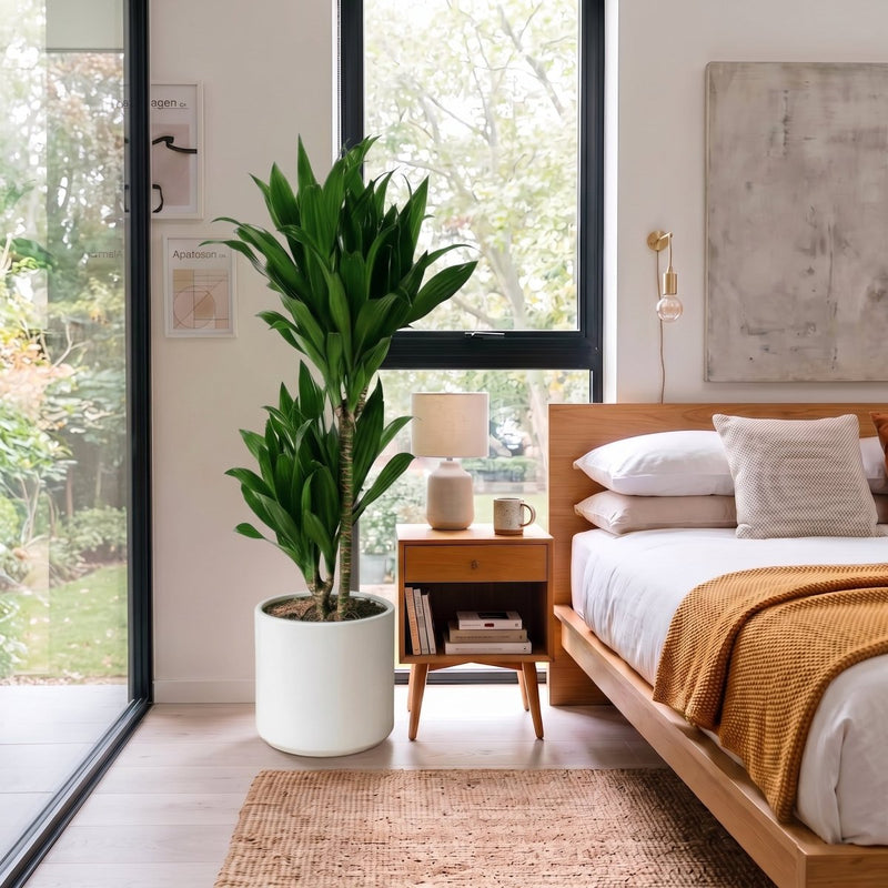 Dracaena fragrans "Janet Craig" | Dubai Favorite Houseplant! (Copy) - Greensouq -