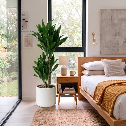 Dracaena fragrans "Janet Craig" | Dubai Favorite Houseplant! (Copy) - Greensouq -