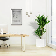 Dracaena fragrans "Janet Craig" in Grp Square Pot 40x40 - Greensouq - 