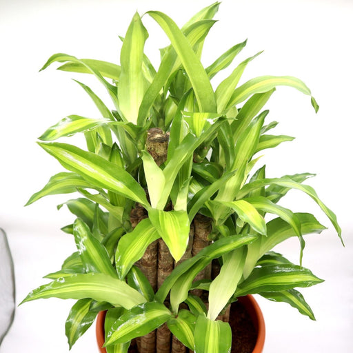 Dracaena fragrans "Massangeana 3 steps" 40 - 50cm - Greensouq - 