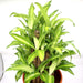 Dracaena fragrans "Massangeana 3 steps" 40 - 50cm - Greensouq - 