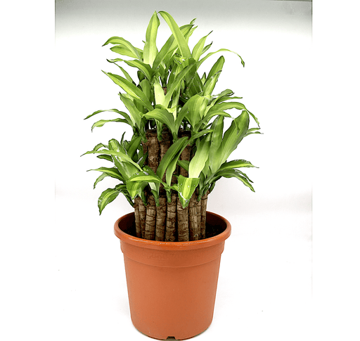 Dracaena fragrans "Massangeana 3 steps" 40 - 50cm - Greensouq - 