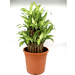 Dracaena fragrans "Massangeana 3 steps" 40 - 50cm - Greensouq - 