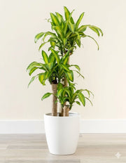 Dracaena Fragrans "Massangeana" - Greensouq - 
