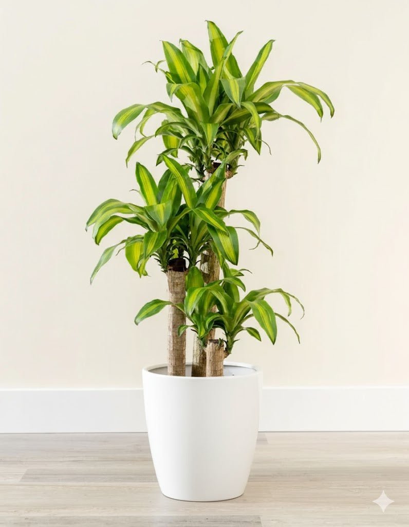 Dracaena Fragrans "Massangeana" - Greensouq - 