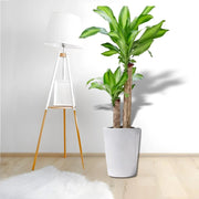 Dracaena Fragrans "Massangeana" - Greensouq - 
