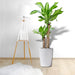 Dracaena Fragrans "Massangeana" - Greensouq - 