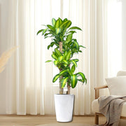 Dracaena Fragrans "Massangeana" - Greensouq - 