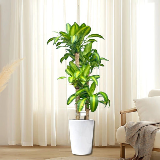 Dracaena Fragrans "Massangeana" - Greensouq - 