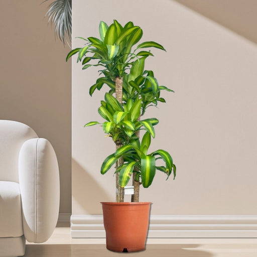Dracaena Fragrans "Massangeana" - Greensouq - 