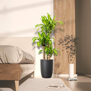 Dracaena Fragrans "Massangeana" - Greensouq - 