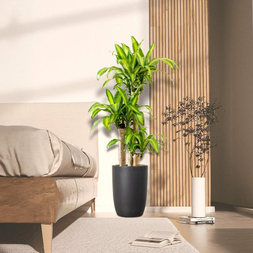 Dracaena Fragrans "Massangeana" - Greensouq - 