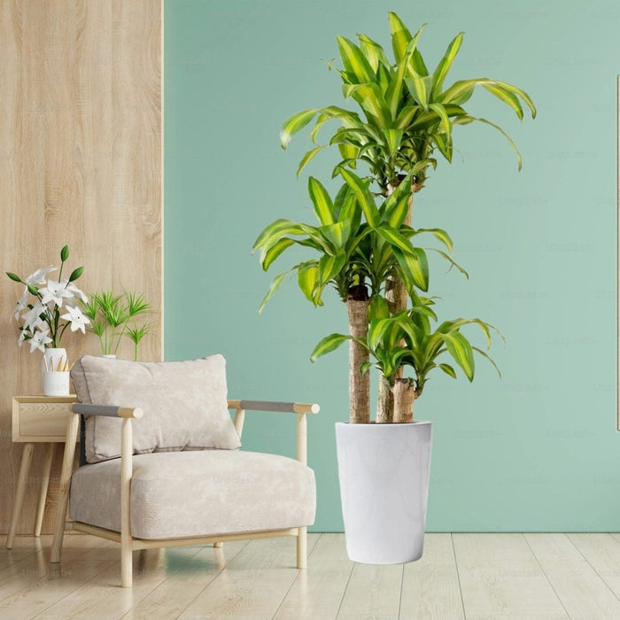 Dracaena Fragrans "Massangeana" - Greensouq - 