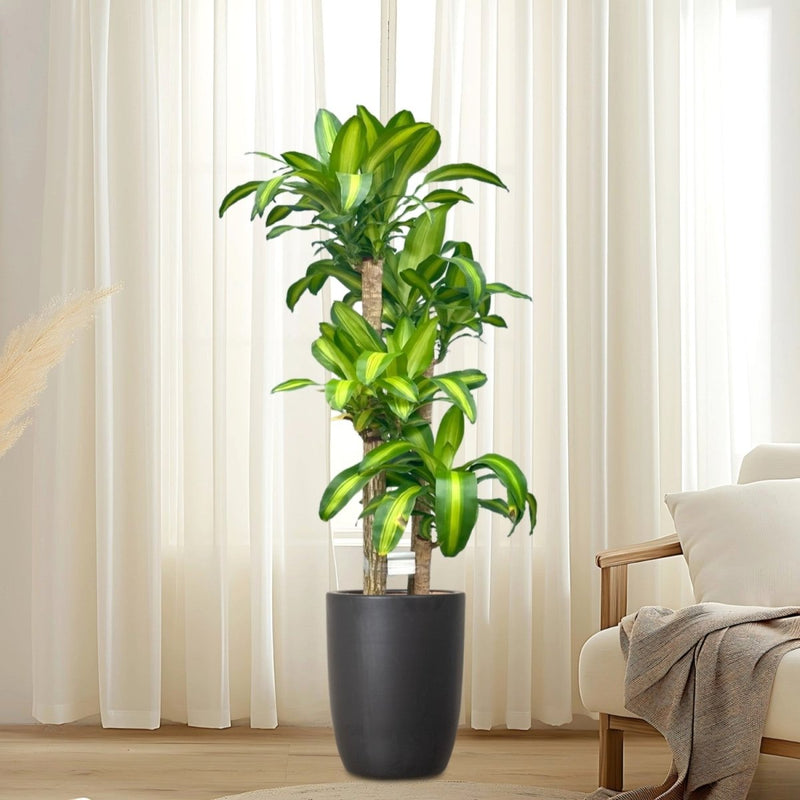 Dracaena Fragrans "Massangeana" - Greensouq - 