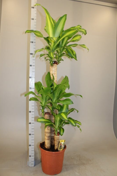 Dracaena Fragrans "Massangeana" - Greensouq - 