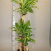Dracaena Fragrans "Massangeana" - Greensouq - 