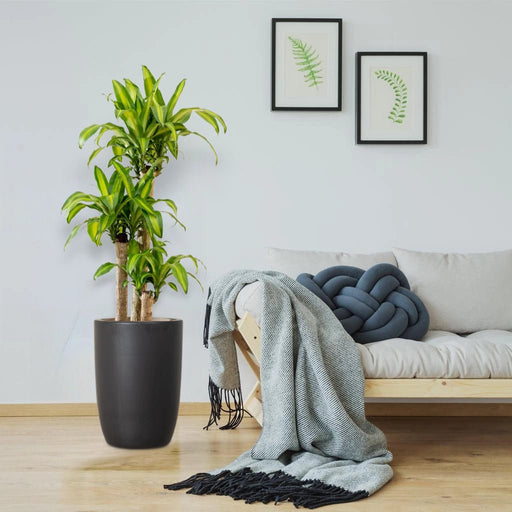Dracaena Fragrans "Massangeana" - Greensouq - 