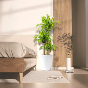 Dracaena Fragrans "Massangeana" - Greensouq - 