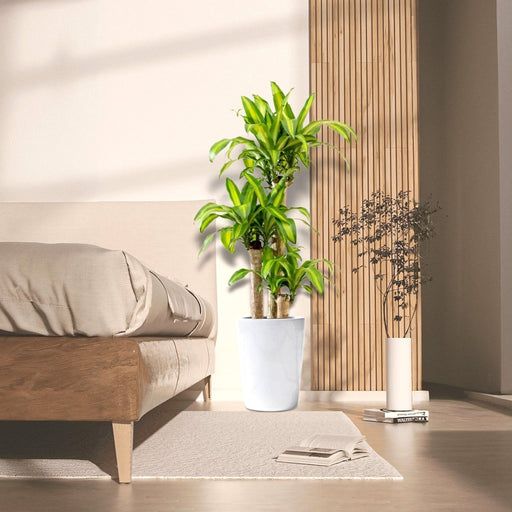 Dracaena Fragrans "Massangeana" - Greensouq - 