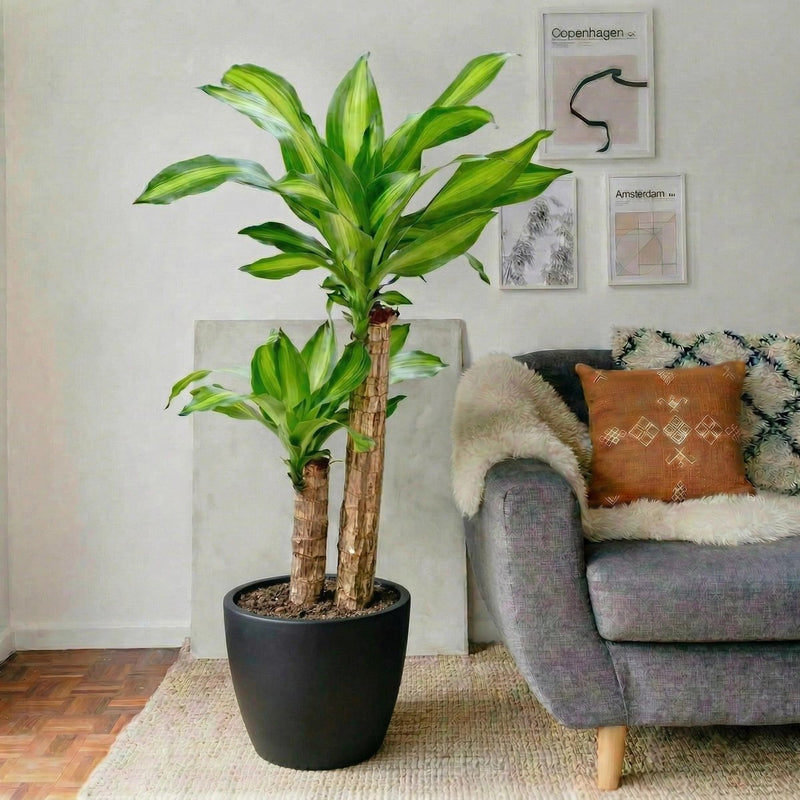 Dracaena Fragrans "Massangeana" | Dubai's Favorite Houseplant! - Greensouq - 