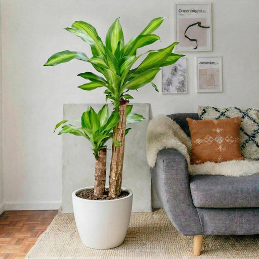 Dracaena Fragrans "Massangeana" | Dubai's Favorite Houseplant! - Greensouq - 