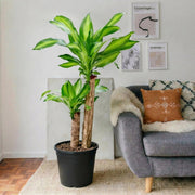 Dracaena Fragrans "Massangeana" | Dubai's Favorite Houseplant! - Greensouq - 